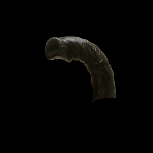 Baile - MED Vibrating Dildo